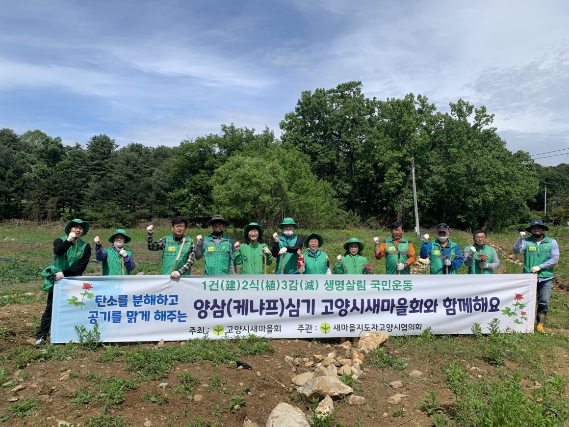 [새마을지도자고양시협의회]탄소를 분해하고 공기를 맑게 해주는 양삼(케냐프)심기