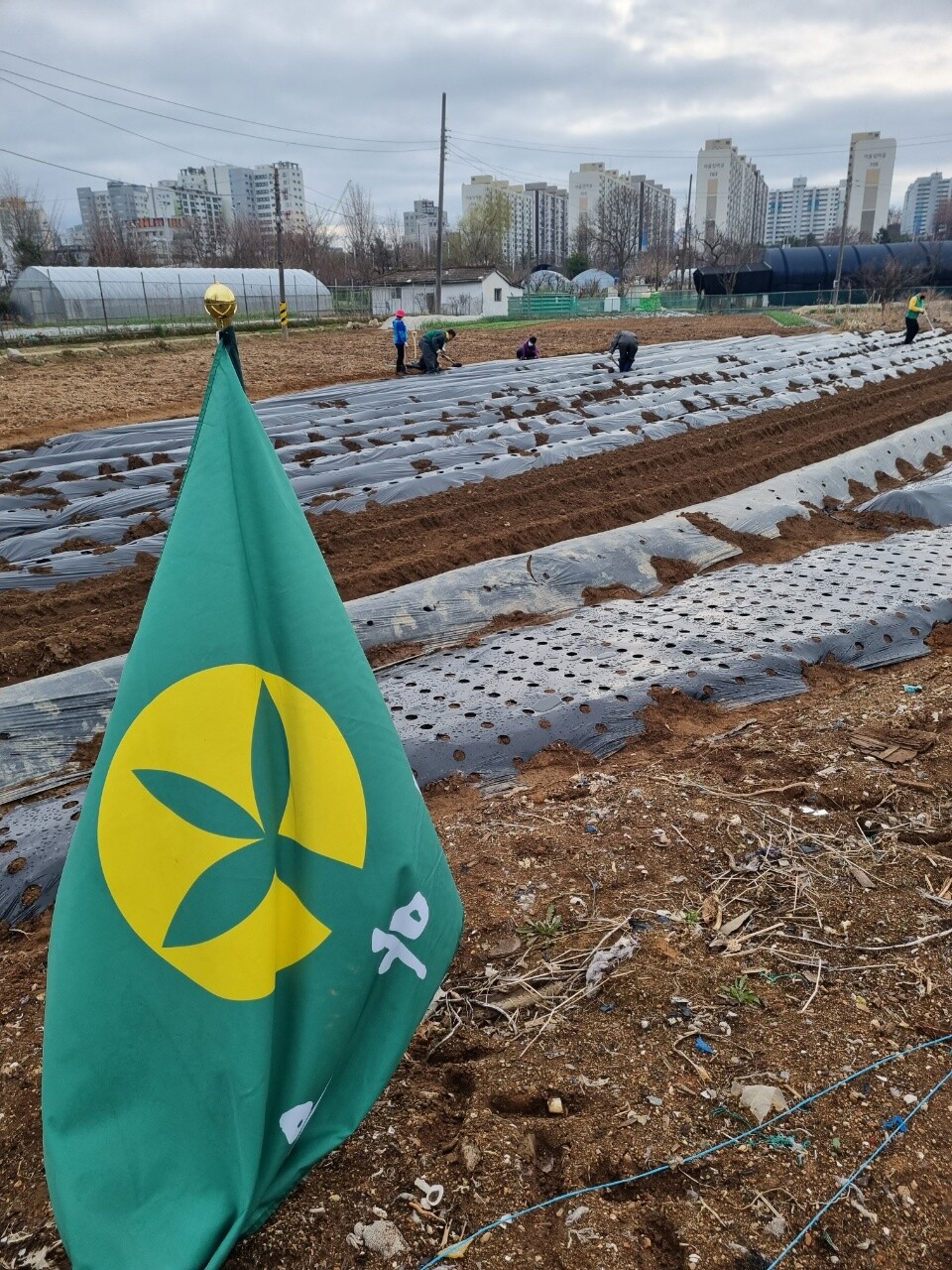 22.03.31 새마을지도자주교동협의회 감자심기